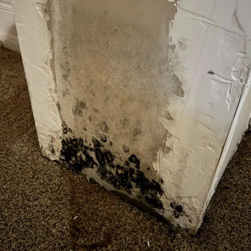 Professional Mold Removal in La Porte, IN